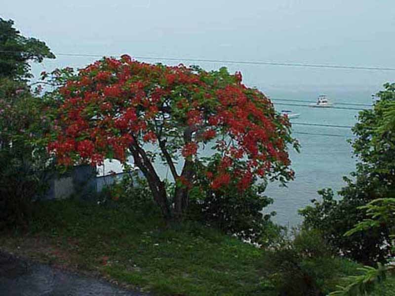 Harbour Island